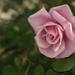 Pink rose