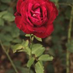Red rose