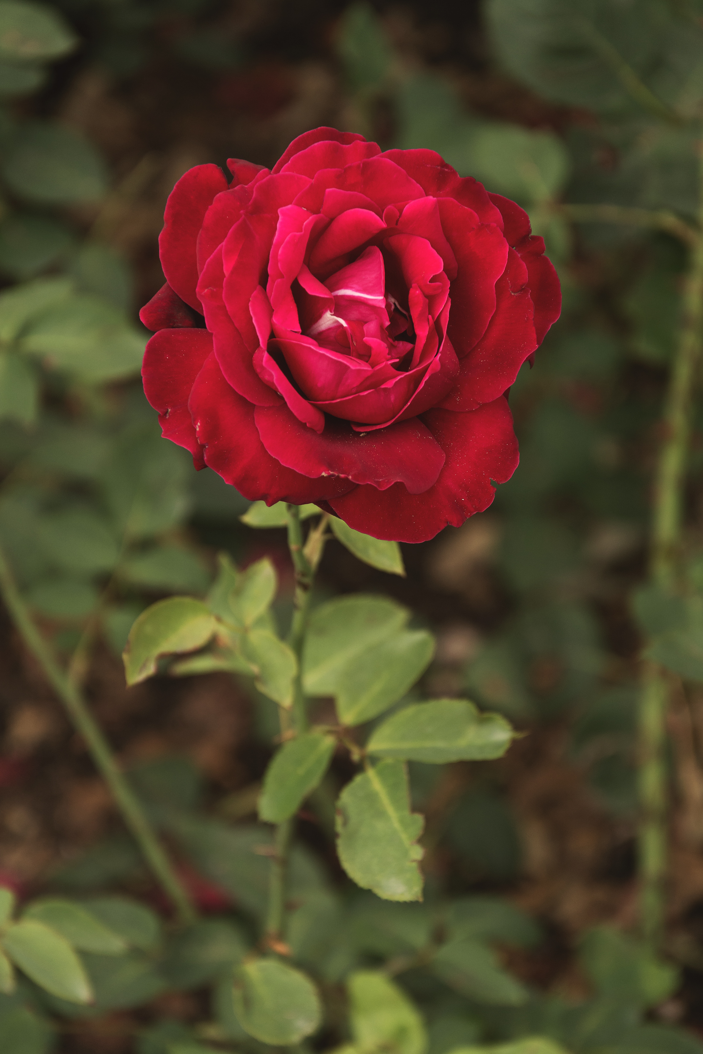 red rose images free download