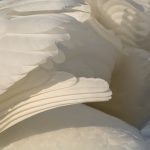 Swan feathers
