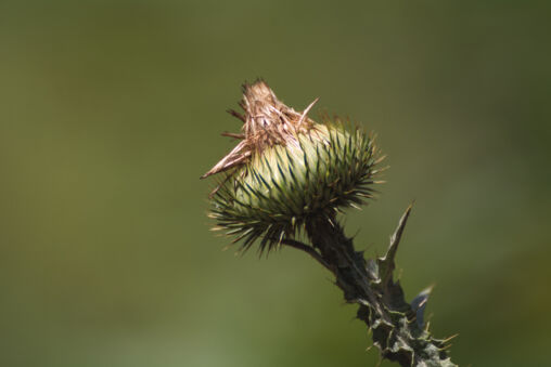 Cardo