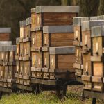 Honey bee boxes