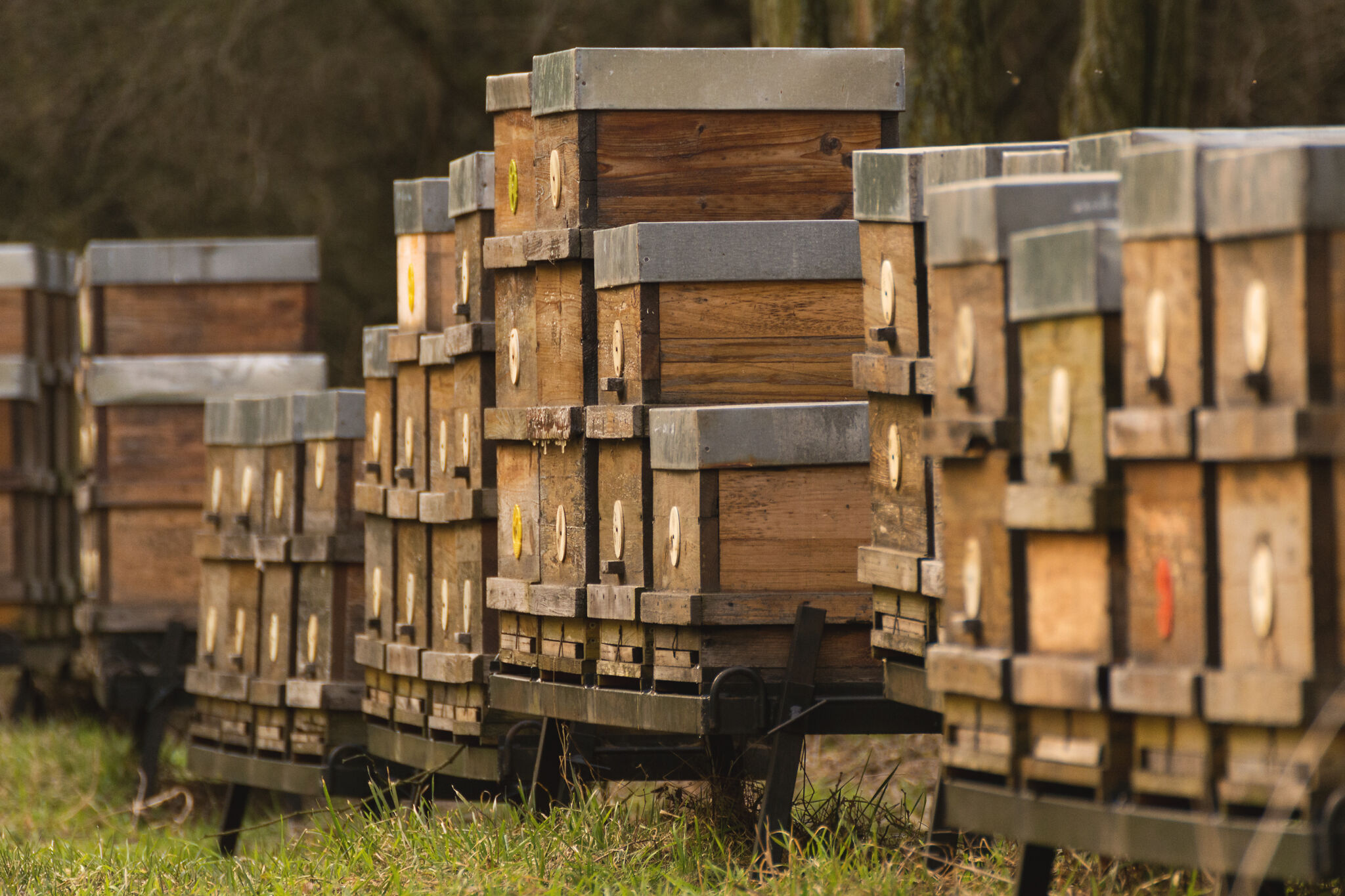 wooden-bee-hives-2048x1365.jpg