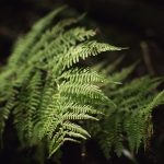 Fern