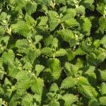 Mint plant