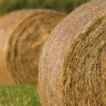 Grass hay, haymaking