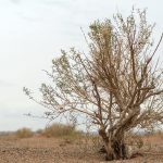 Tree in the Gobi desert Tree in the Gobi desert