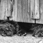 Dogs are guarding the house under the gate