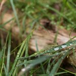 Water Drops On the Grass Water drops on the grass