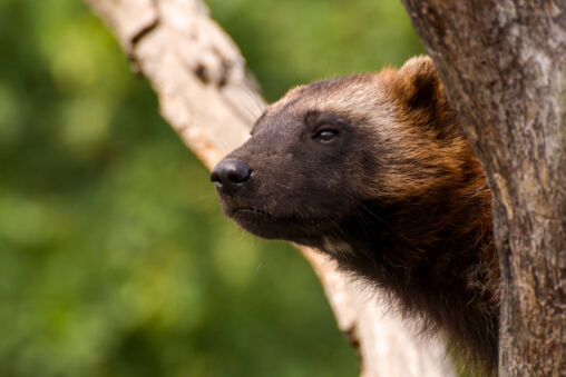 Wolverine