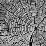 Tree cut structure