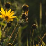 Yellow Flower on the Meadow Yellow flower on the meadow