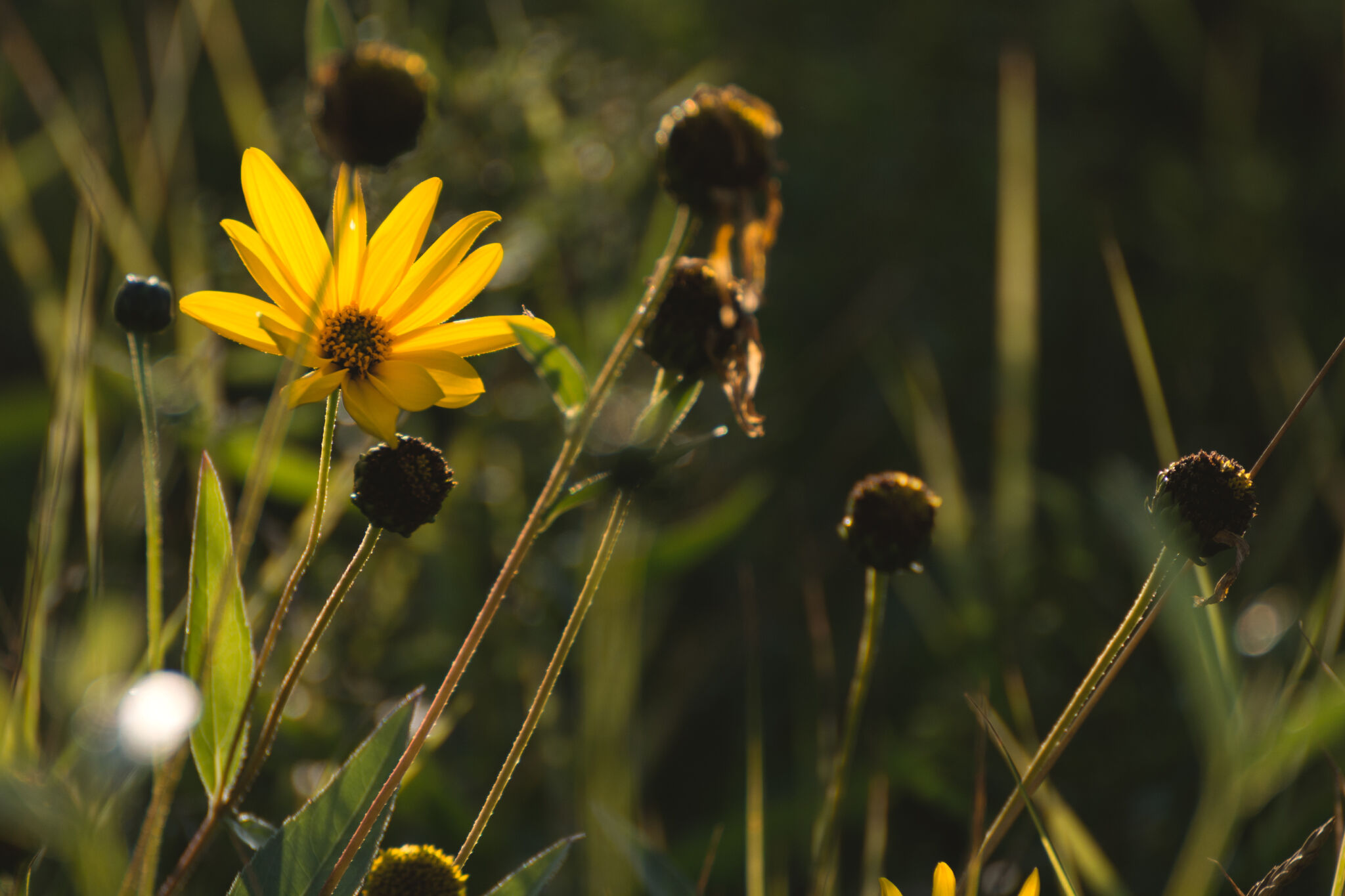 Yellow Flower On The Meadow Copyright Free Photo By M Vorel