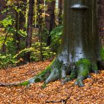 Tree in the autumn forest
