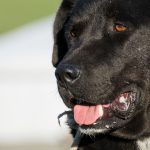 Black dog face Black dog face