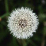 Dandelion Dandelion