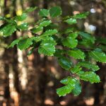 Green Leaves Green Leaves
