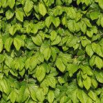 Green leaves background