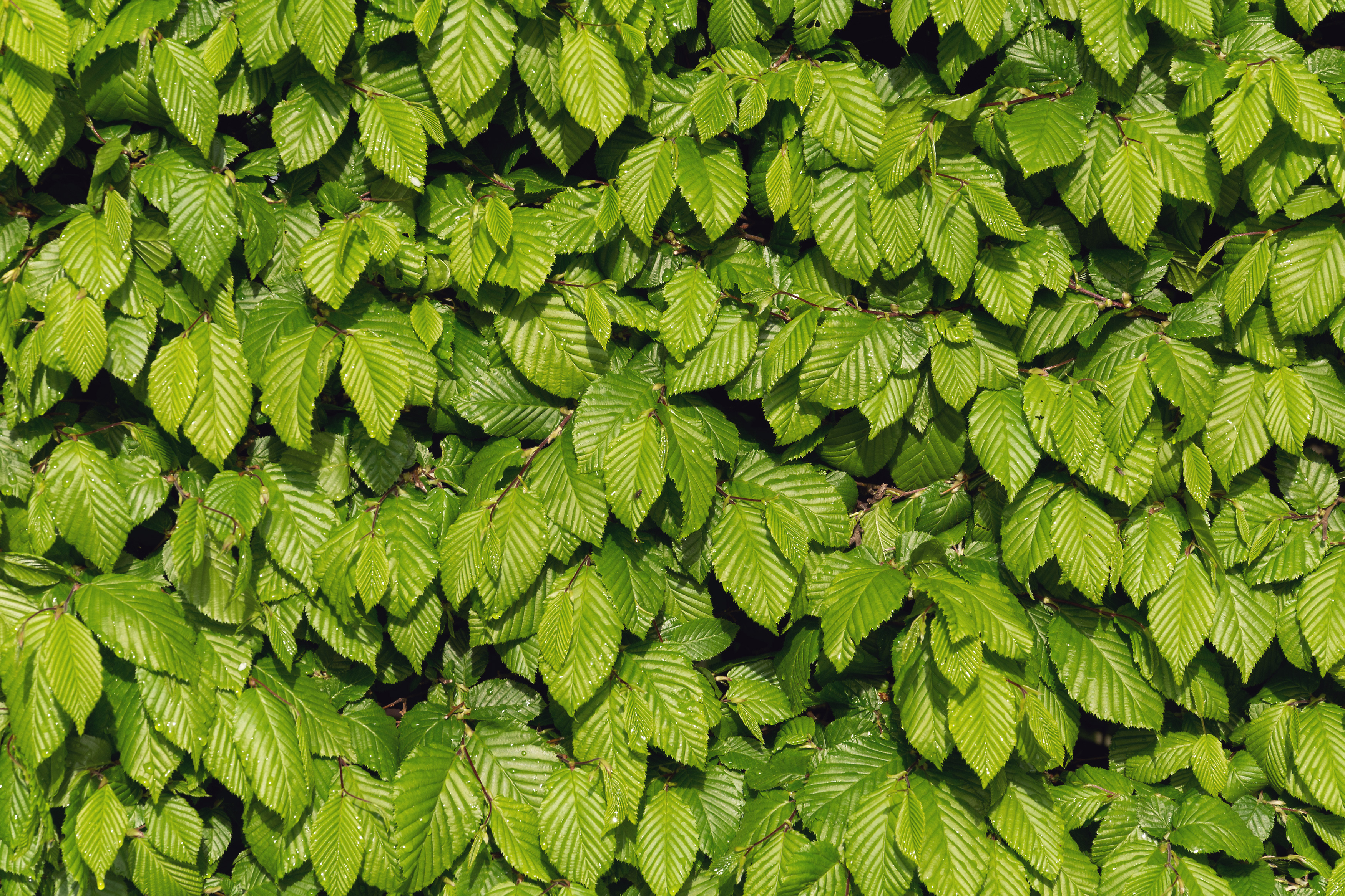 Green leaves texture | Copyright-free photo (by M. Vorel) | LibreShot