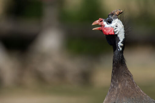 Helmeted Guineafowl
