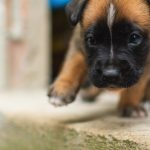 Puppy