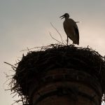 The stork nest on the factory chimney The stork nest on the factory chimney