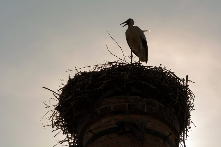 The stork nest on the factory chimney