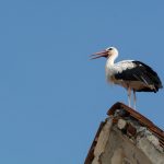Stork On The Roof Stork on the roof