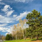 Landscape with trees Landscape with trees