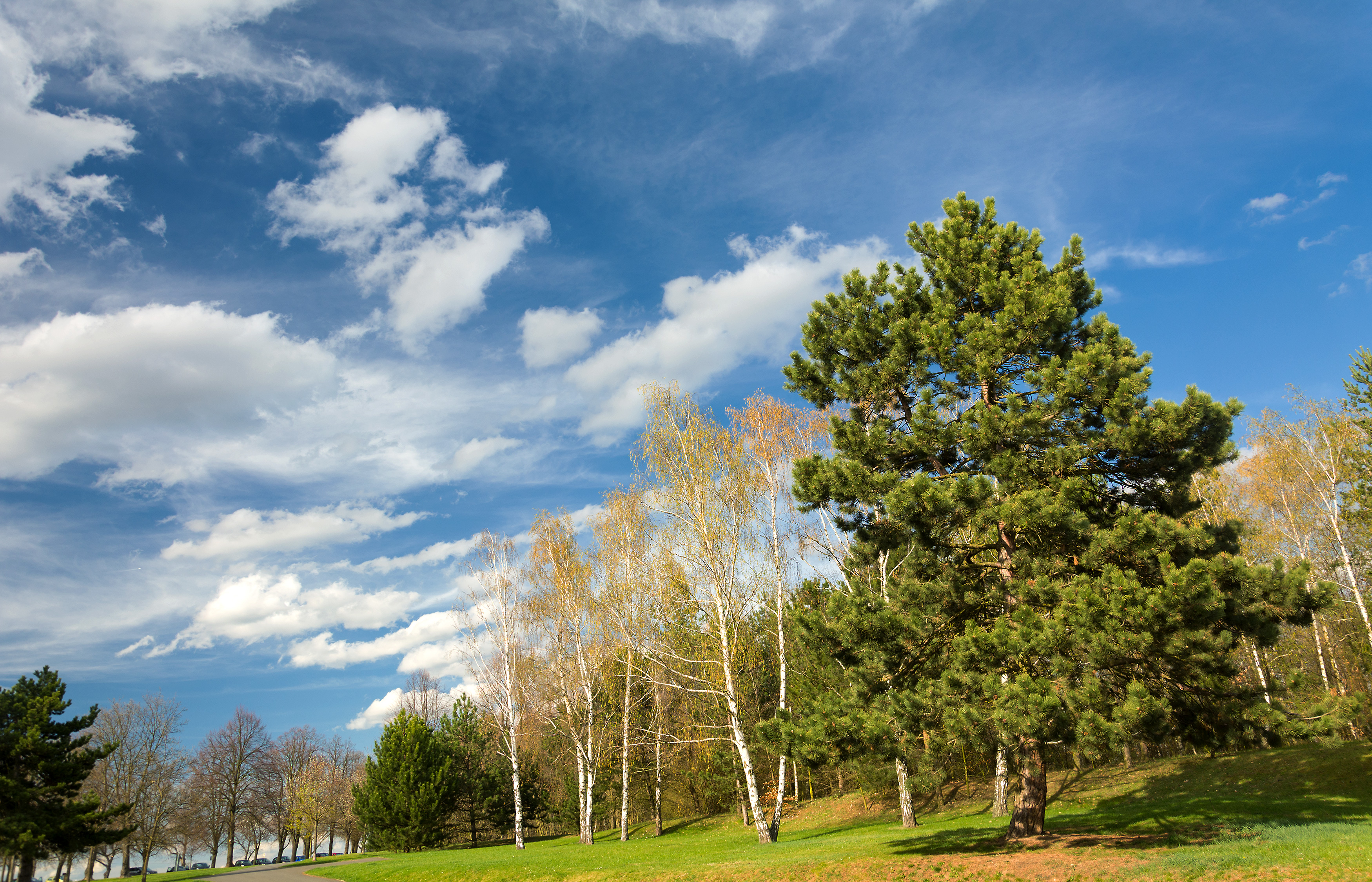 landscape picture featuring different tree species