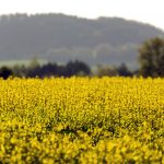 Yellow field Yellow field