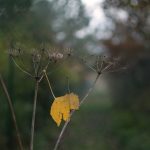 Autumn nature detail