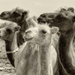 Bactrian camels in Gobi desert Bactrian camels in Gobi desert