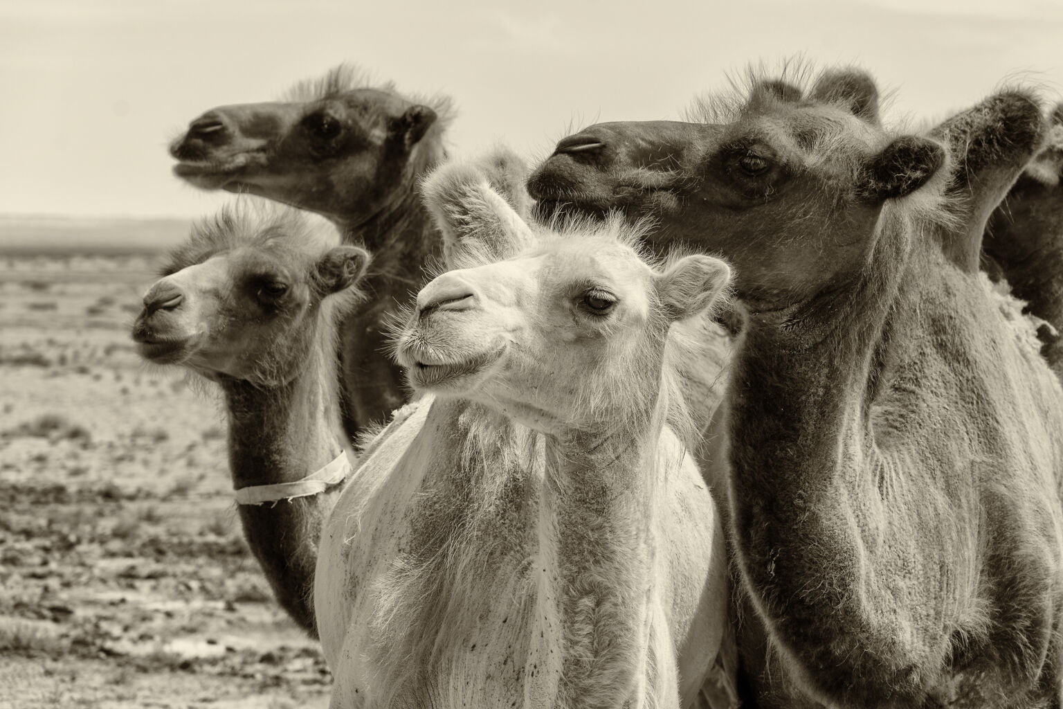 Bactrian camels in Gobi desert | Copyright-free photo (by M. Vorel