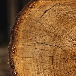 Cut log