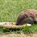 Feeding a Hedgehog Hedgehog