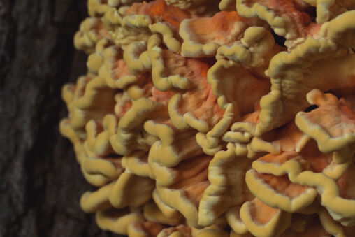 Laetiporus sulphureus