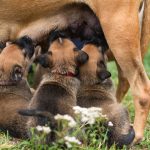 Nursing puppies
