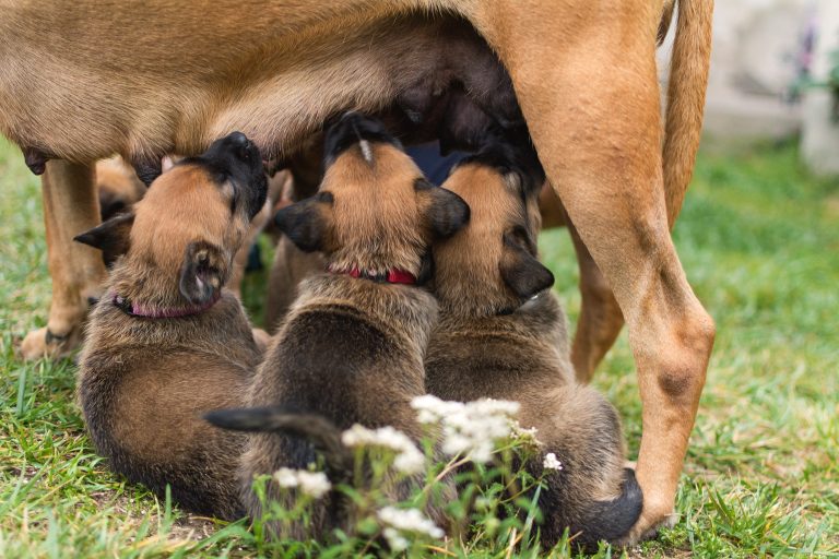 Nursing puppies Copyrightfree photo (by M. Vorel) LibreShot