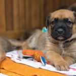 Puppy of a German boxer and a German shepherd