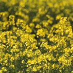 Rapeseed field