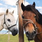 White and brown horse White and brown horse
