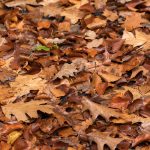 Autumn Leaves