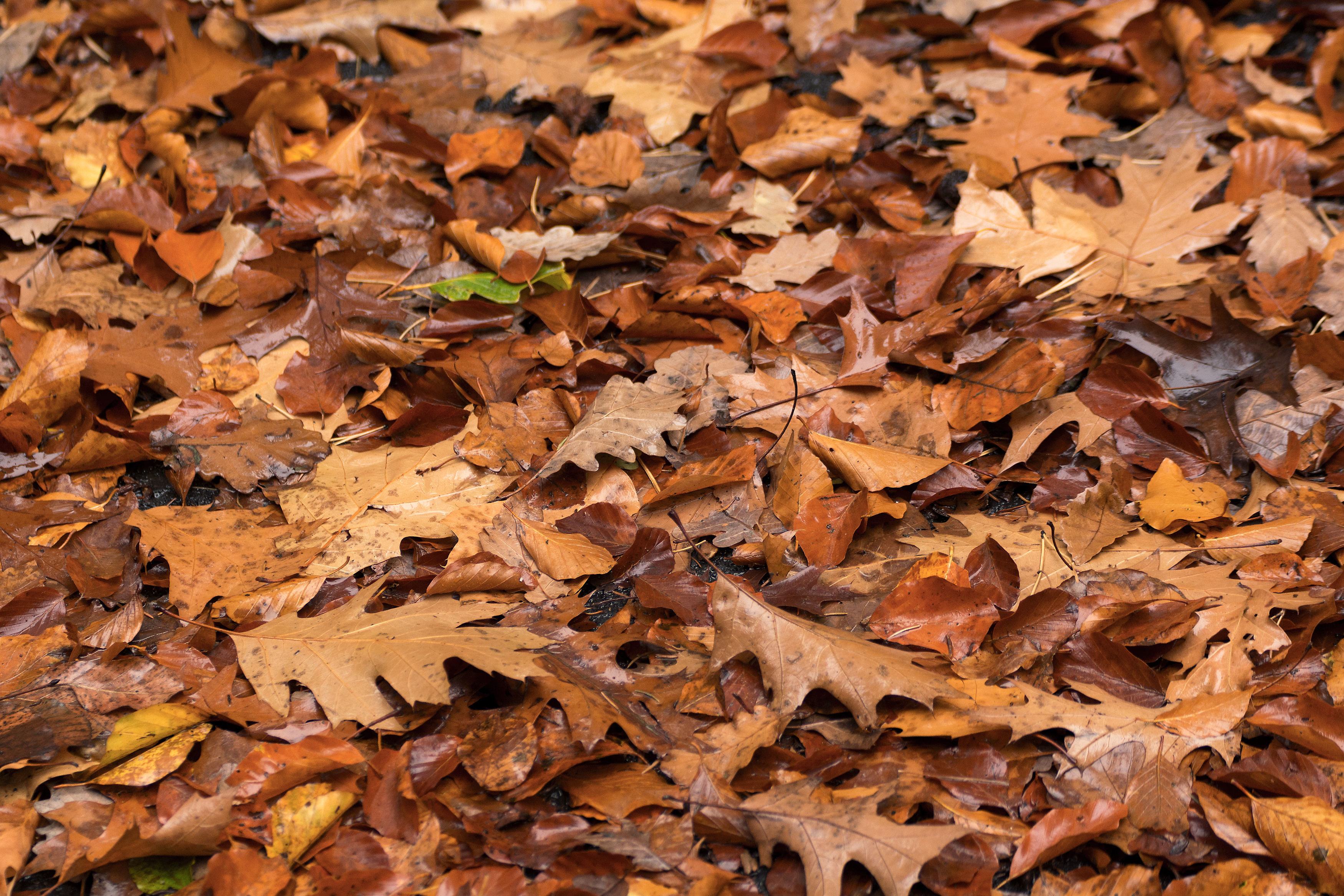 A pile of brown autumn leaves lying on the ground