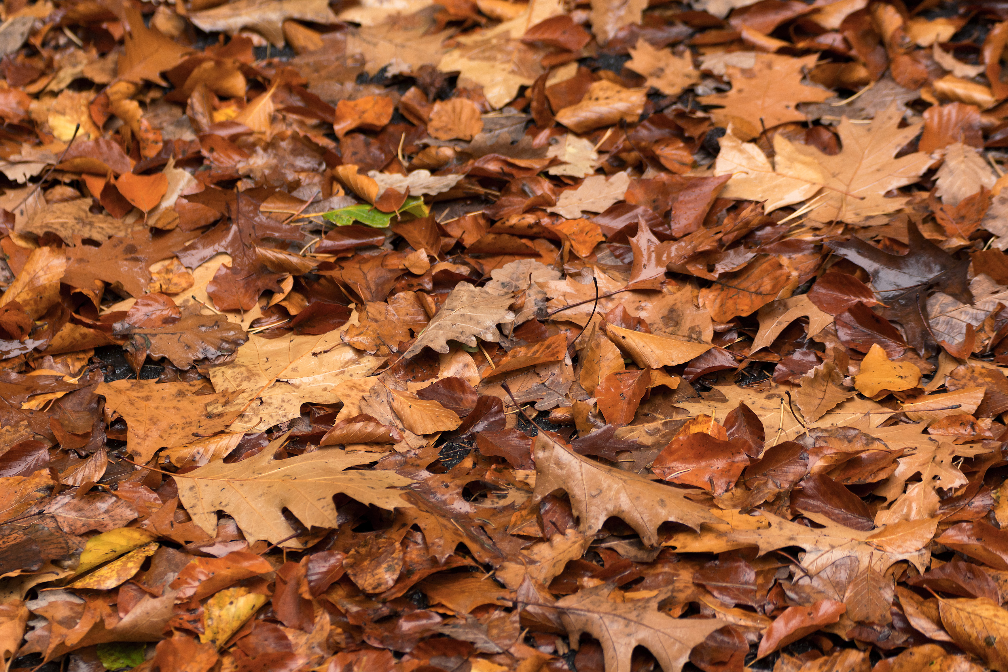 brown fall leaves