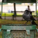 Crow on the park waste basket