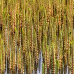 Lake aquatic flowers - The Long Tail Lepidium Apetalum
