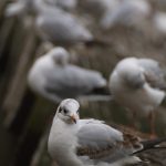 Pigeons
