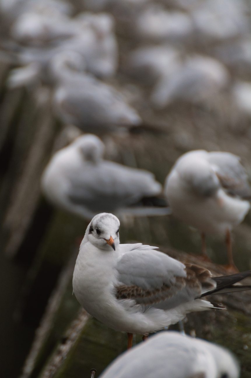 Seagulls. Vertical image of pigeons sittin on wooden fence.