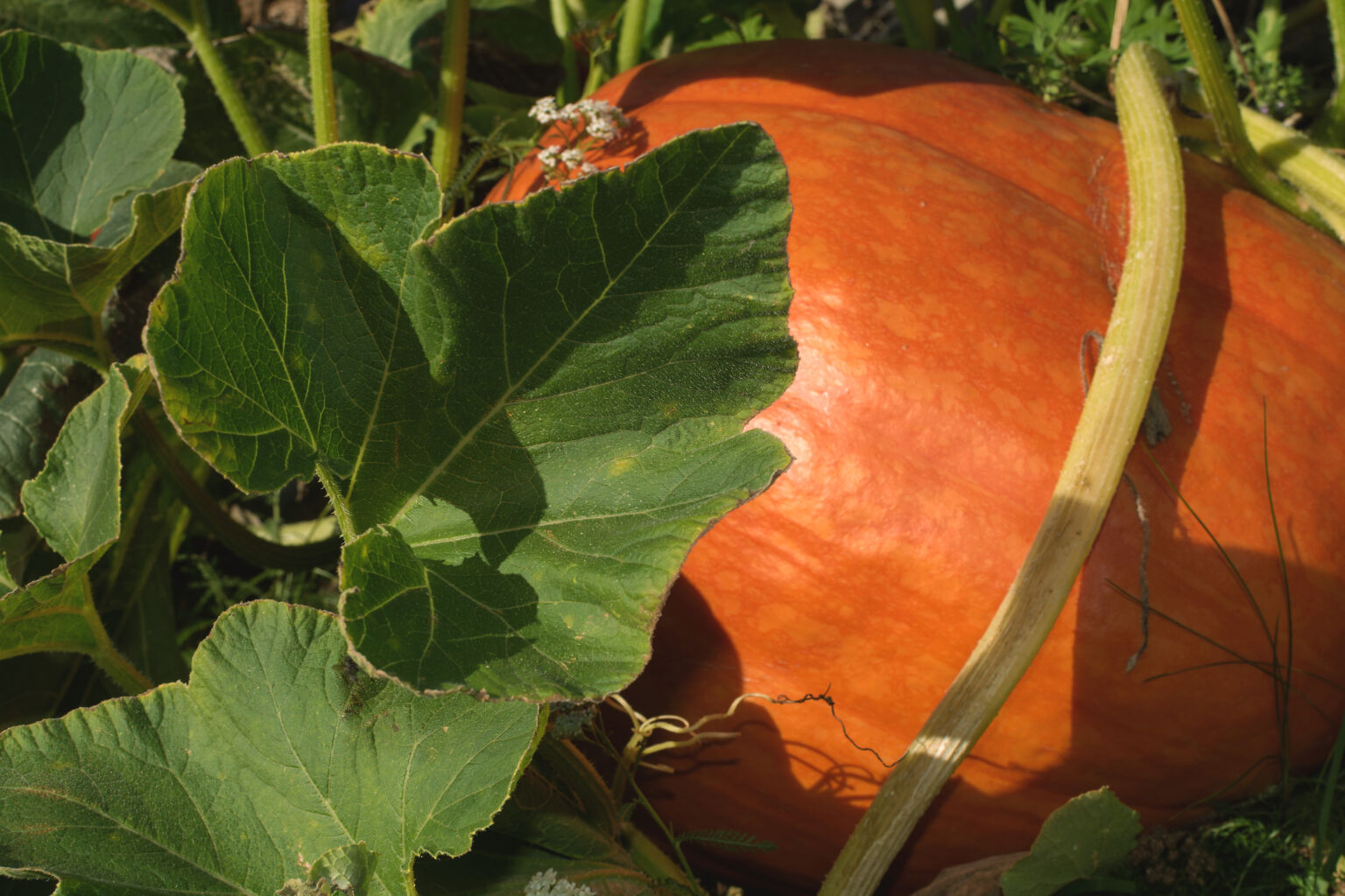 Pumpkin copyright free photo by m vorel libreshot